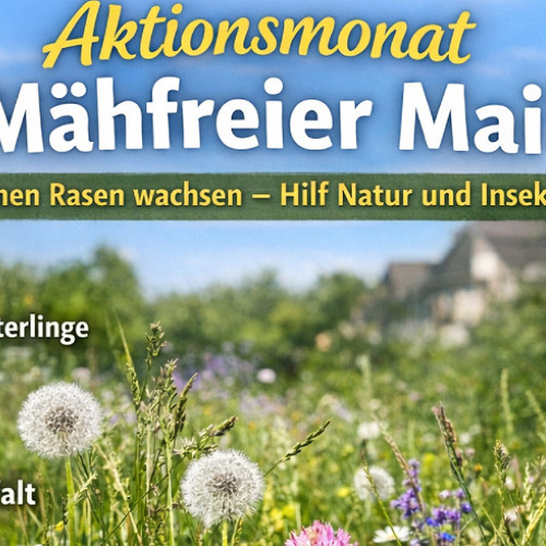 Aktionsmonat „Mähfreier Mai“ – Mach mit und zeig uns deine wilde Wiese!
